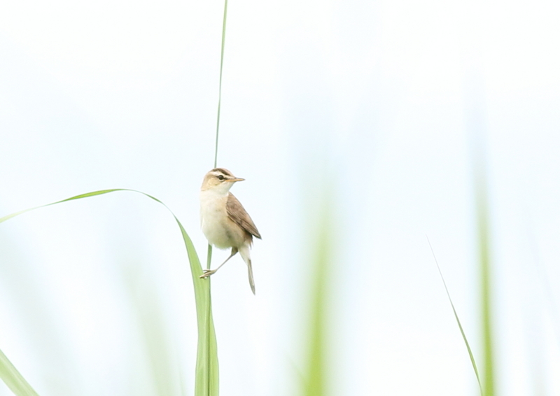 f:id:funatuyo:20180620150017j:image