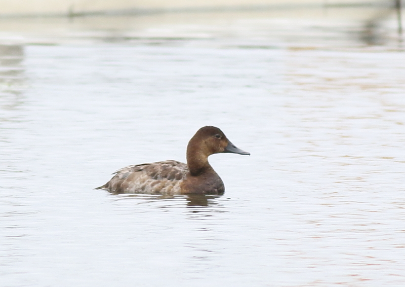 f:id:funatuyo:20180621081154j:image