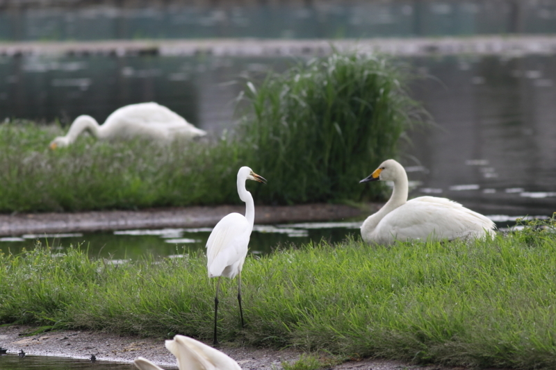 f:id:funatuyo:20180621083720j:image