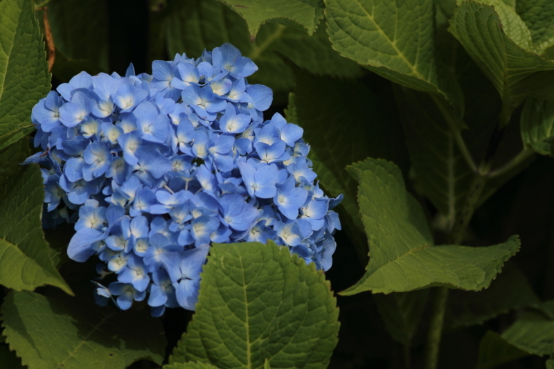 f:id:funatuyo:20180623080018j:image