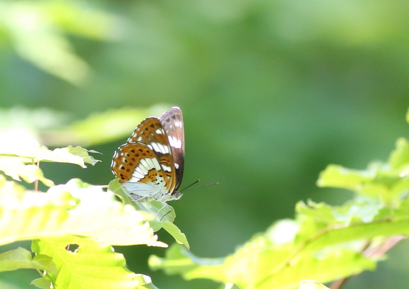 f:id:funatuyo:20180624090640j:image
