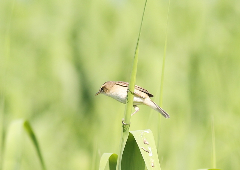 f:id:funatuyo:20180624144823j:image