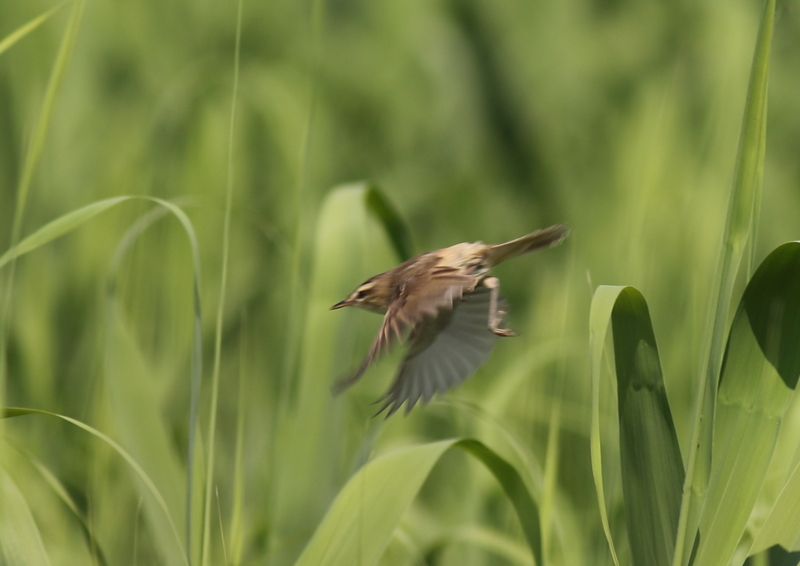 f:id:funatuyo:20180624144830j:image