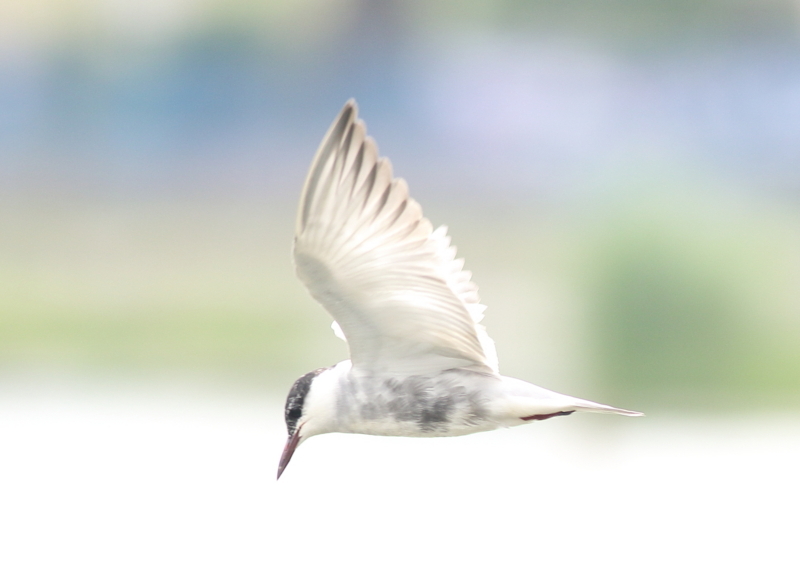f:id:funatuyo:20180625084451j:image