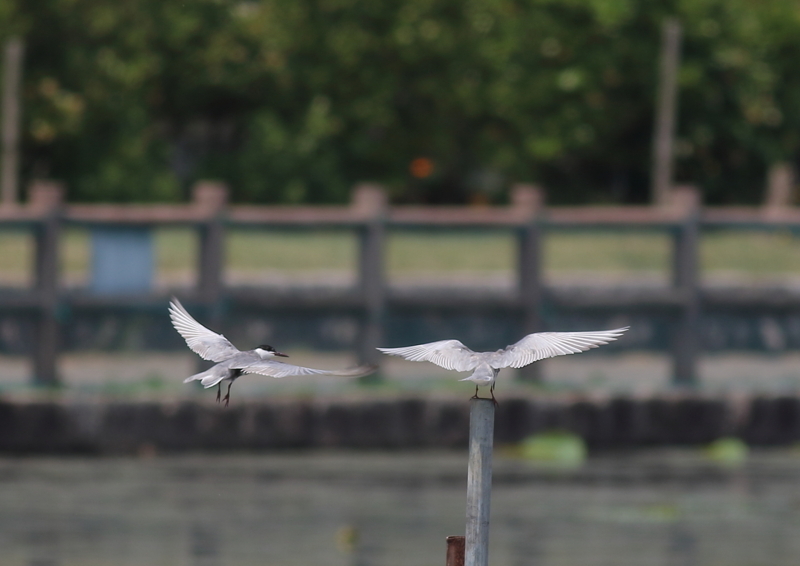 f:id:funatuyo:20180625110054j:image