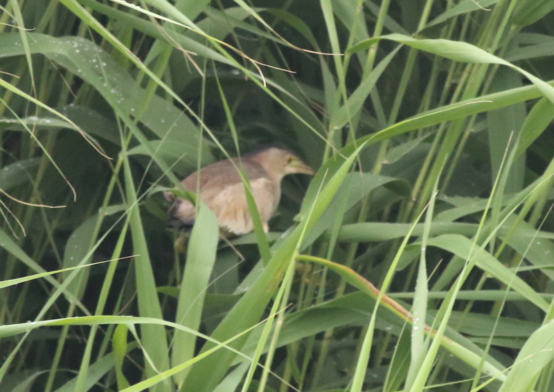 f:id:funatuyo:20180628084532j:image