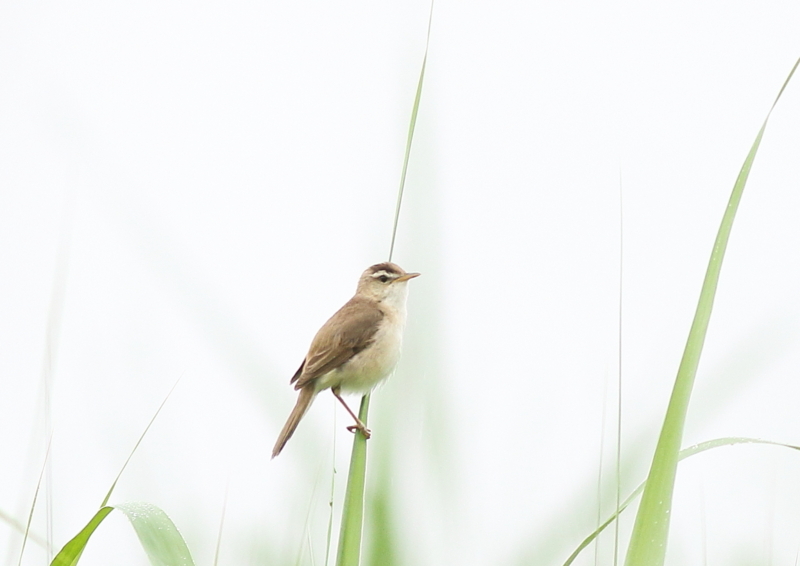 f:id:funatuyo:20180628100000j:image