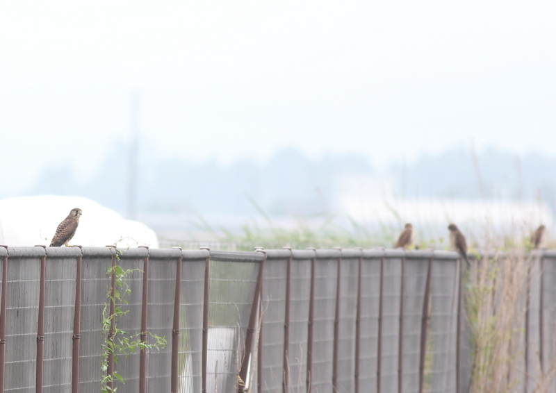 f:id:funatuyo:20180628112233j:image