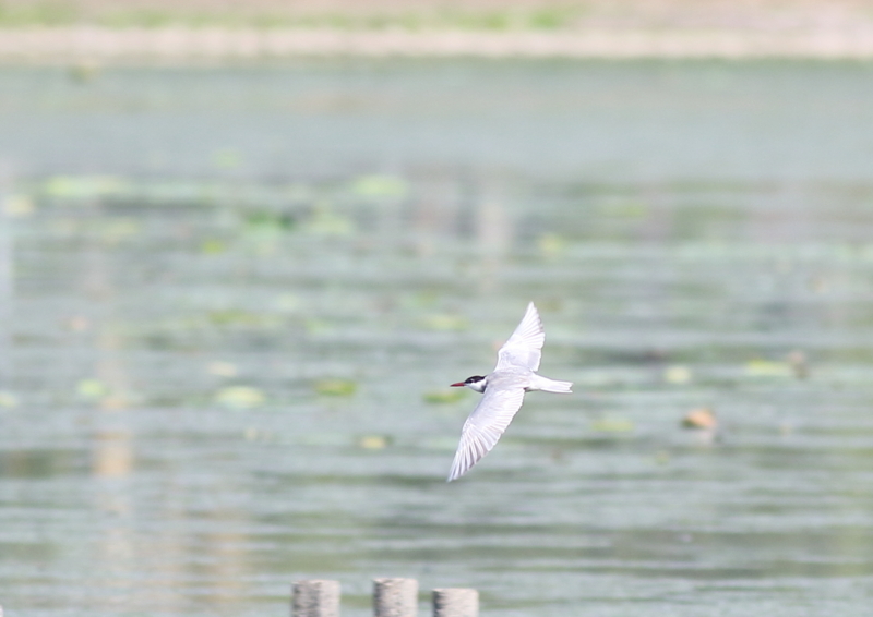 f:id:funatuyo:20180629083107j:image