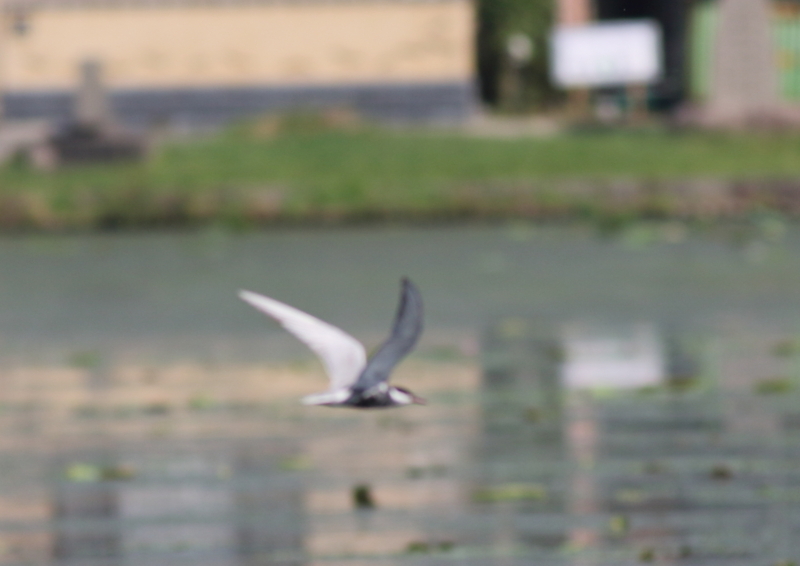 f:id:funatuyo:20180629083248j:image