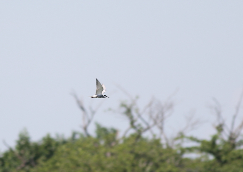 f:id:funatuyo:20180702145538j:image