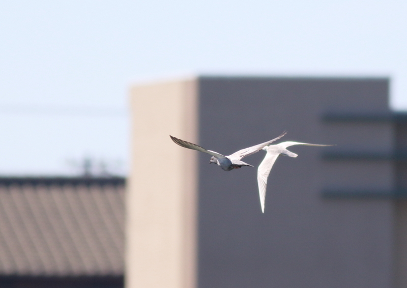 f:id:funatuyo:20180702150112j:image