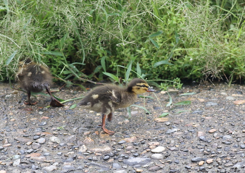 f:id:funatuyo:20180708095755j:image