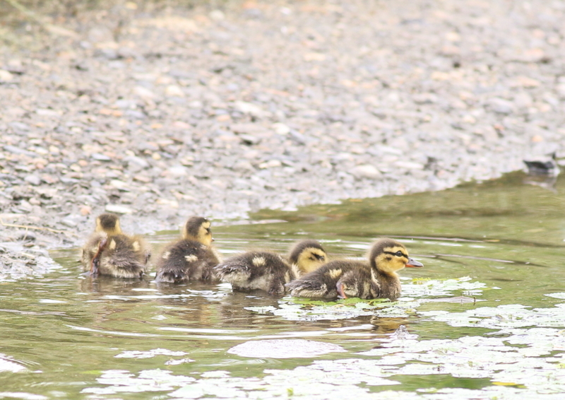 f:id:funatuyo:20180708095935j:image