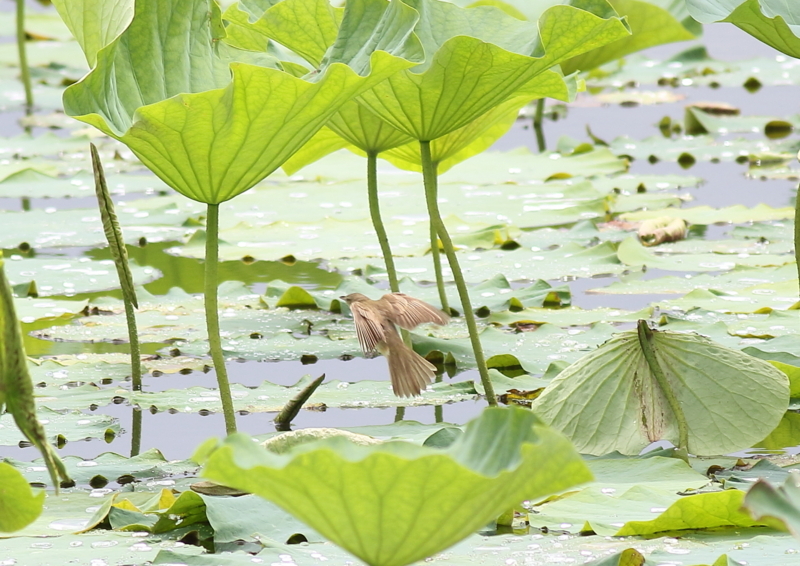 f:id:funatuyo:20180708100338j:image