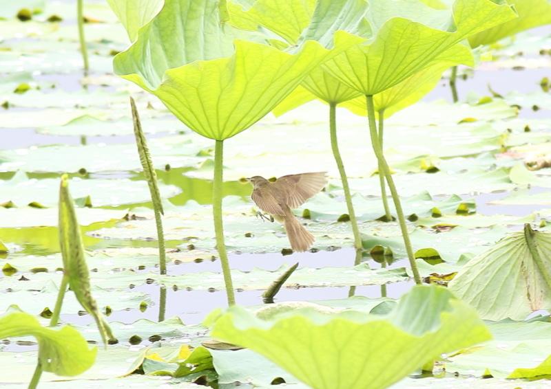 f:id:funatuyo:20180708100339j:image