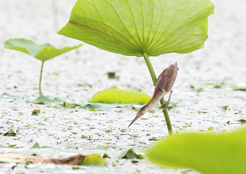 f:id:funatuyo:20180708102927j:image