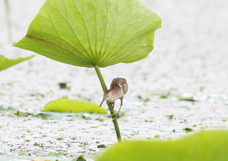 f:id:funatuyo:20180708102928j:image