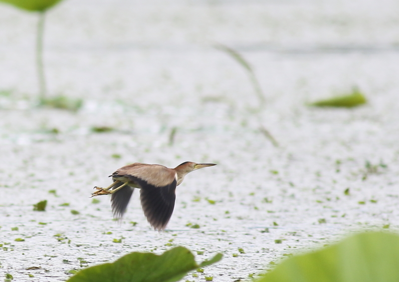 f:id:funatuyo:20180708103209j:image