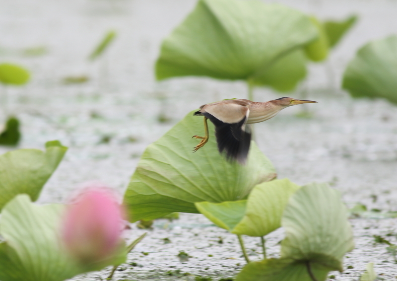 f:id:funatuyo:20180708103550j:image