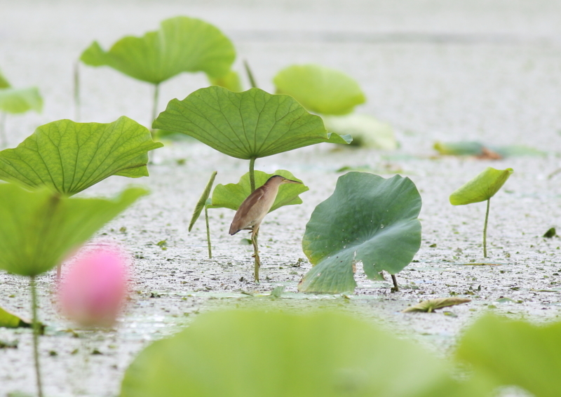 f:id:funatuyo:20180708103611j:image