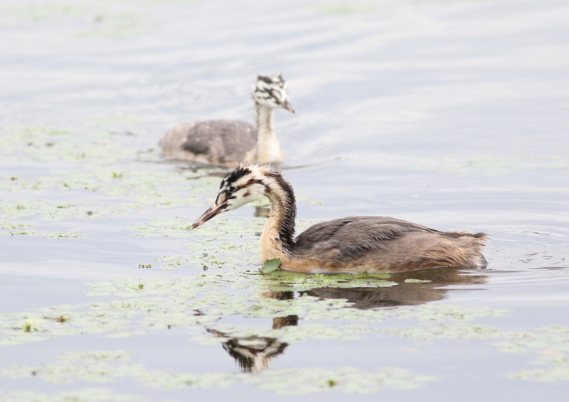 f:id:funatuyo:20180708111450j:image