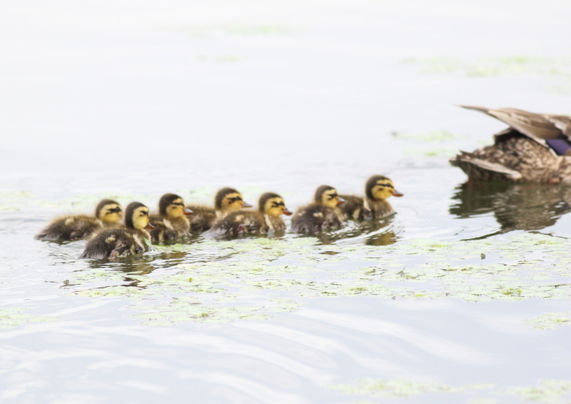 f:id:funatuyo:20180708111602j:image