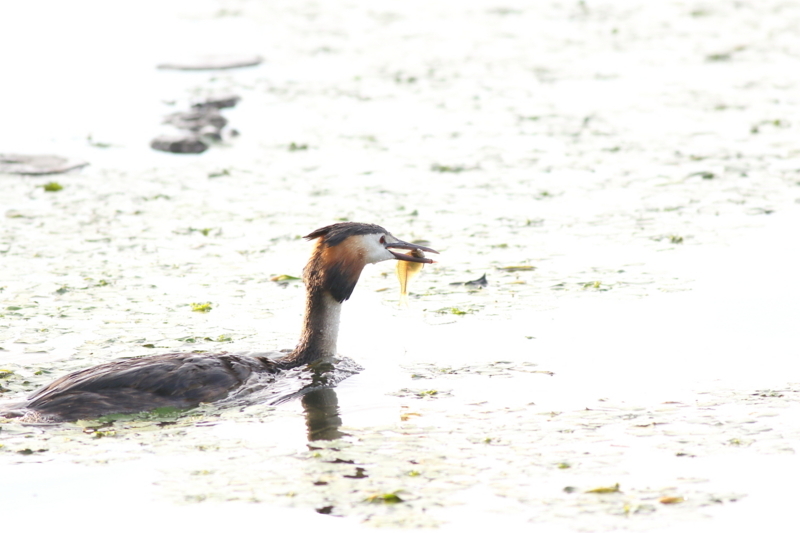 f:id:funatuyo:20180708180300j:image