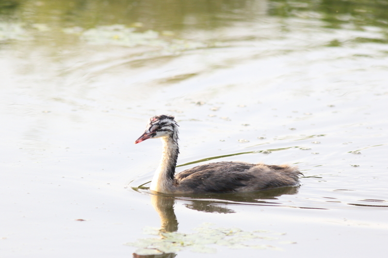 f:id:funatuyo:20180708180500j:image