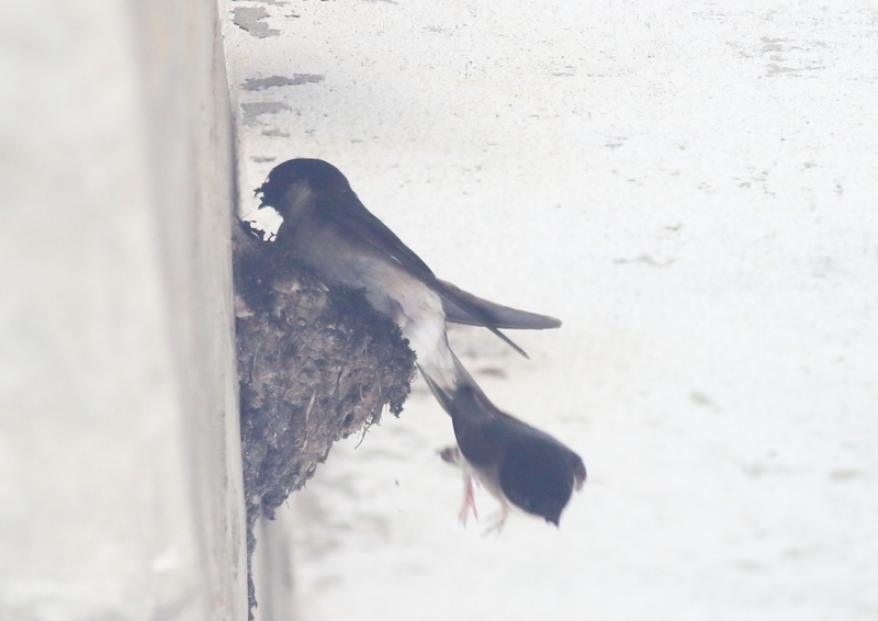 f:id:funatuyo:20180709100905j:image