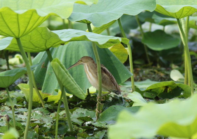 f:id:funatuyo:20180722085242j:image