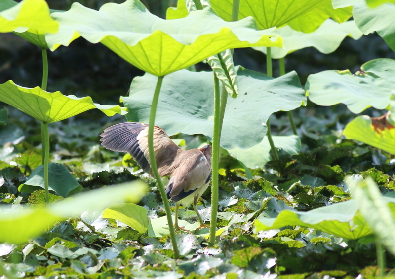 f:id:funatuyo:20180726091349j:image