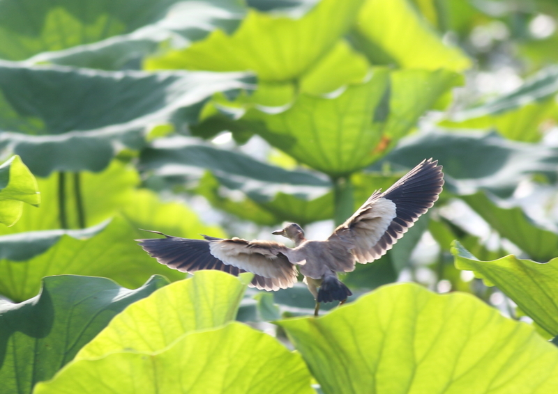 f:id:funatuyo:20180727171349j:image