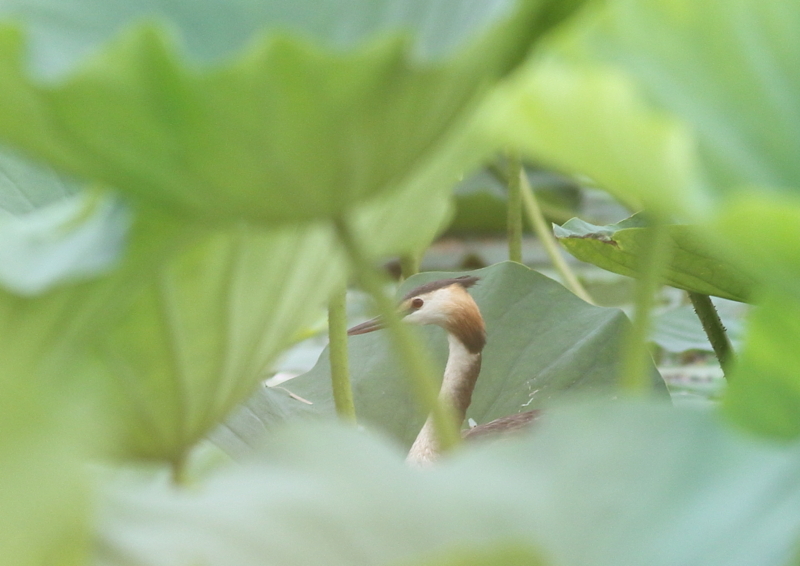 f:id:funatuyo:20180811091655j:image
