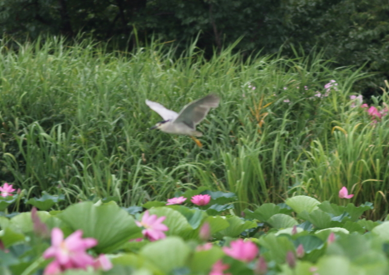 f:id:funatuyo:20180811093405j:image