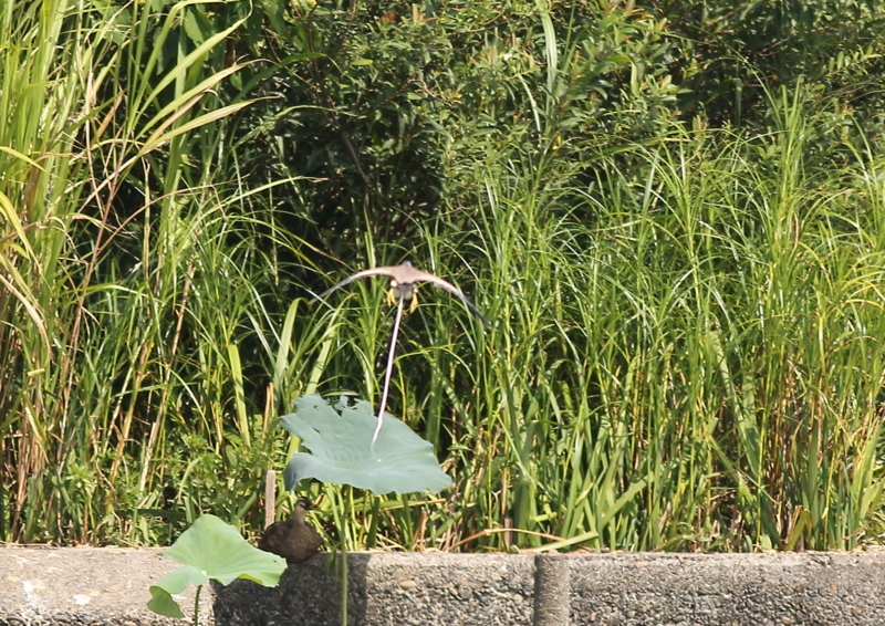 f:id:funatuyo:20180815092209j:image