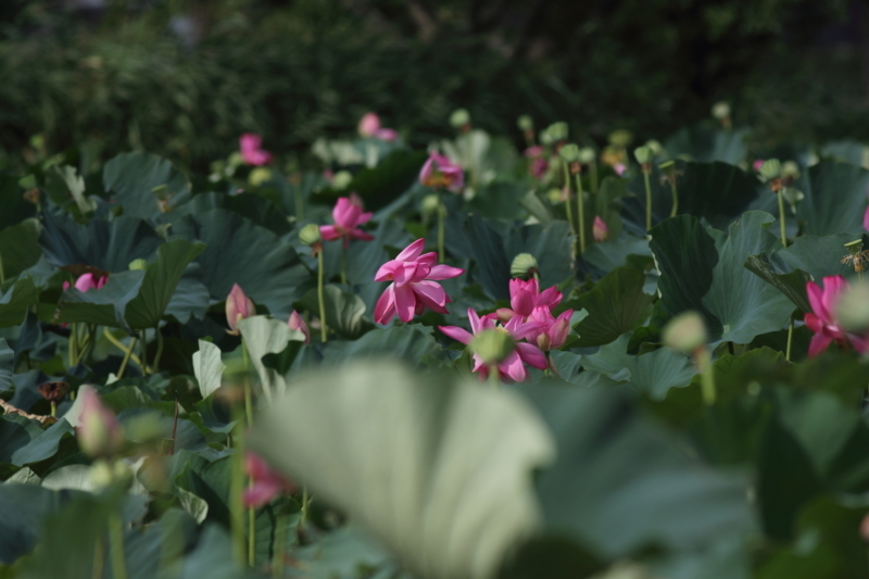f:id:funatuyo:20180826091720j:image