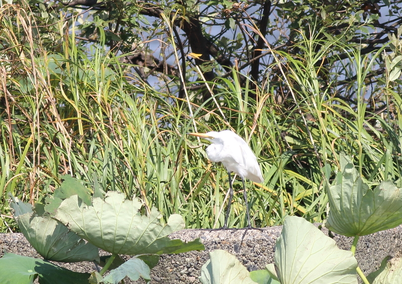 f:id:funatuyo:20180906131421j:image