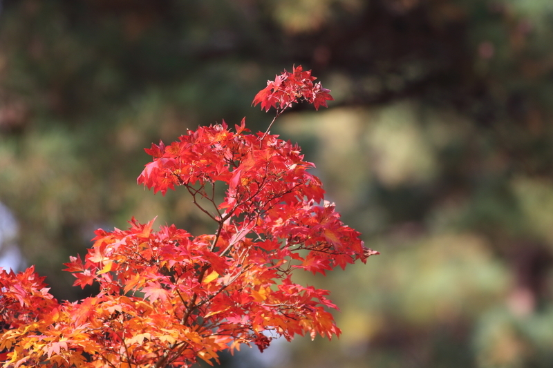 f:id:funatuyo:20181106104149j:image