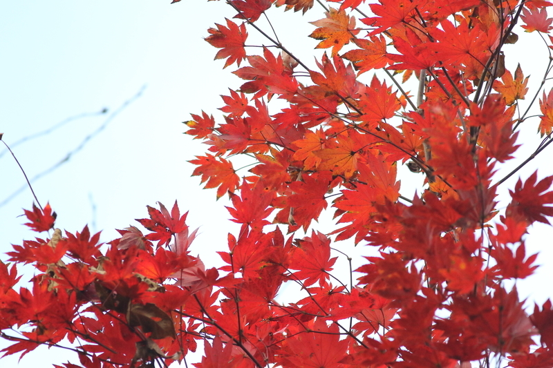 f:id:funatuyo:20181108144432j:image