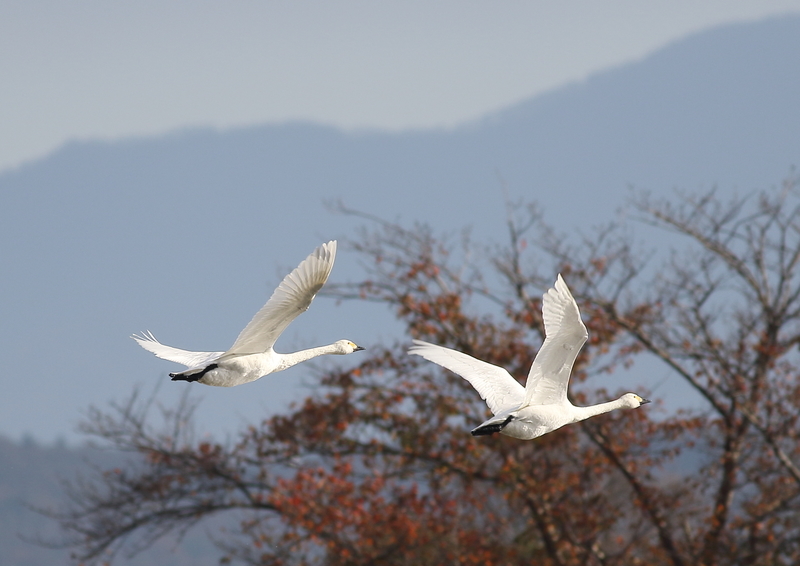 f:id:funatuyo:20181114083717j:image