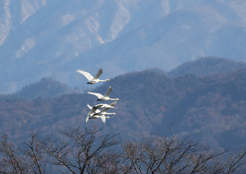 f:id:funatuyo:20181125093043j:image