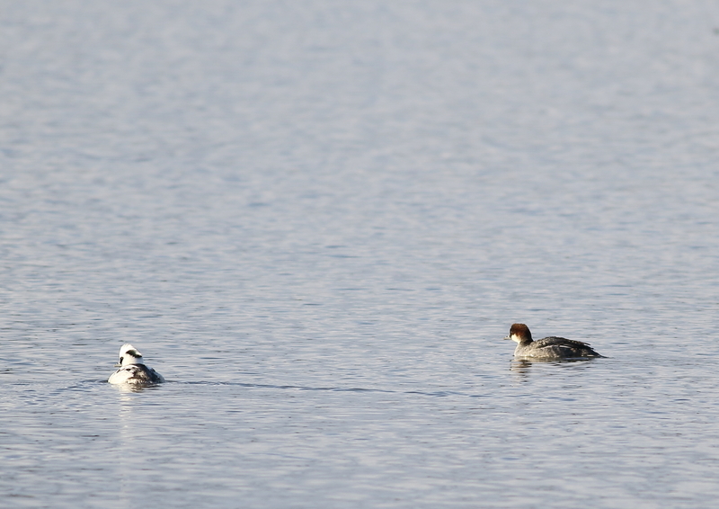 f:id:funatuyo:20190109224313j:image