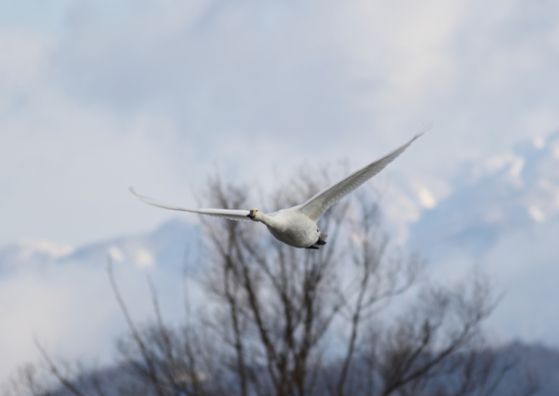 f:id:funatuyo:20190114100235j:image