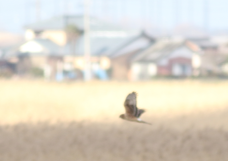 f:id:funatuyo:20190118140600j:image