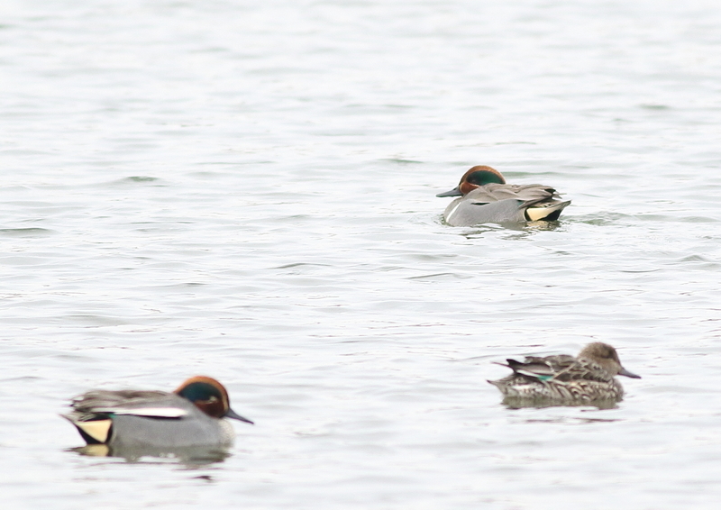 f:id:funatuyo:20190227155506j:plain