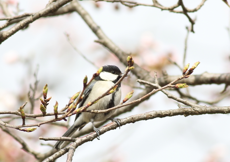 f:id:funatuyo:20190411091558j:plain