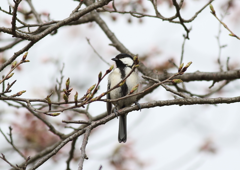 f:id:funatuyo:20190411091611j:plain