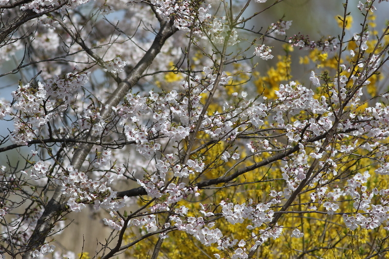 f:id:funatuyo:20190417085156j:plain
