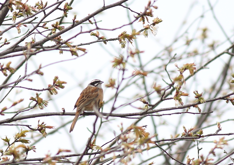 f:id:funatuyo:20190417142806j:plain